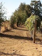 9 pictures - Morgan Attwood Vine Humpers 2