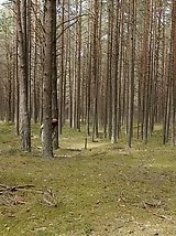 8 pictures - Three Girls One Forest